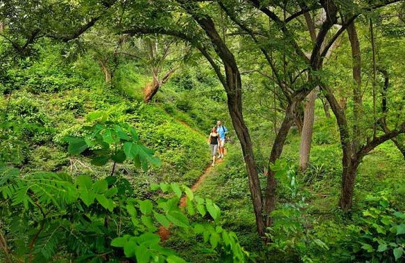 jungleviewresortsinthekkady