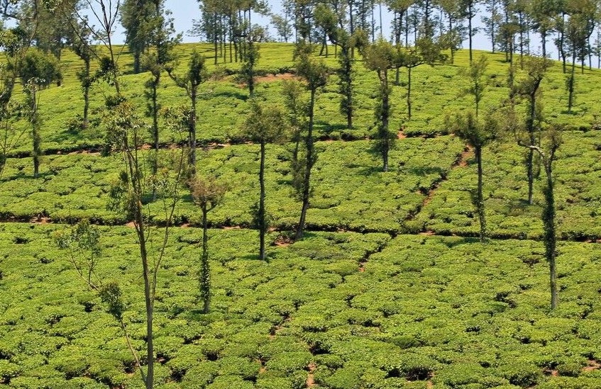 topresortsinkerala
